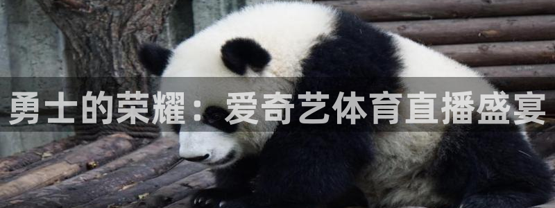 乐球吧nba篮球直播：勇士的荣耀：爱奇艺体育直播盛宴